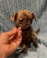 Mister Sketch , a male Chihuahua for sale in Adamsville, TN – 1 of 3