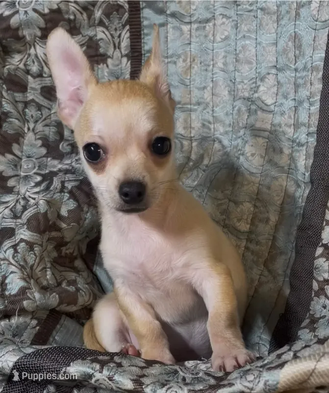 Baby Lilo  – Chihuahua puppy for sale in Adamsville, TN