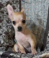 Baby Lilo , a male Chihuahua for sale in Adamsville, TN – 1 of 5
