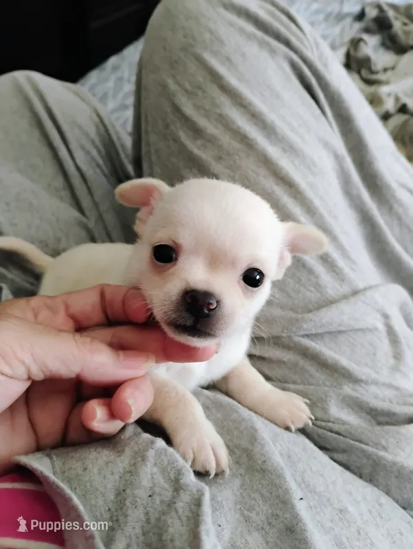 Tiny Casper – Chihuahua puppy for sale in Adamsville, TN