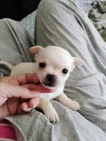 Tiny Casper, a male Chihuahua for sale in Adamsville, TN – 1 of 4