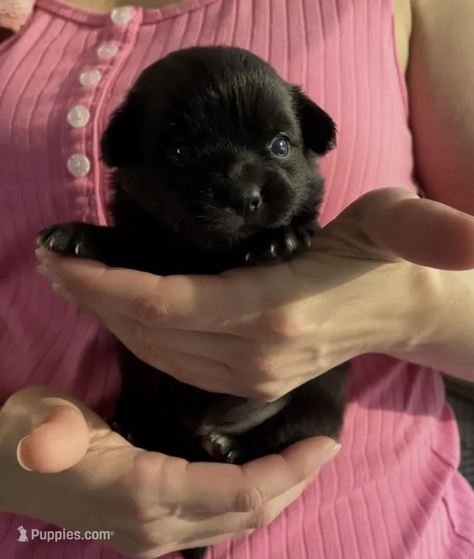 Lil Shadow – Chihuahua puppy for sale in Adamsville, TN
