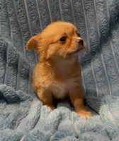 Fluffy Fiona, a female Chihuahua for sale in Adamsville, TN – 2 of 6