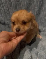 Chester, a male Chihuahua for sale in Adamsville, TN – 6 of 6