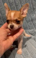 Tiny Tucker, a male Chihuahua for sale in Adamsville, TN – 3 of 8