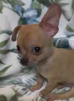 Brownie, a male Chihuahua for sale in Adamsville, TN – 8 of 10