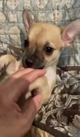 Bruiser, a male Chihuahua for sale in Adamsville, TN – 3 of 3