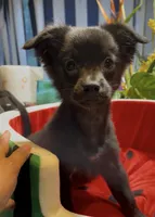 Lil Shadow, a male Chihuahua for sale in Adamsville, TN – 4 of 10
