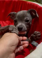 Steele, a male Chihuahua for sale in Adamsville, TN – 5 of 8