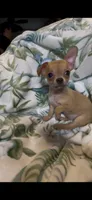 Brownie, a male Chihuahua for sale in Adamsville, TN – 7 of 10