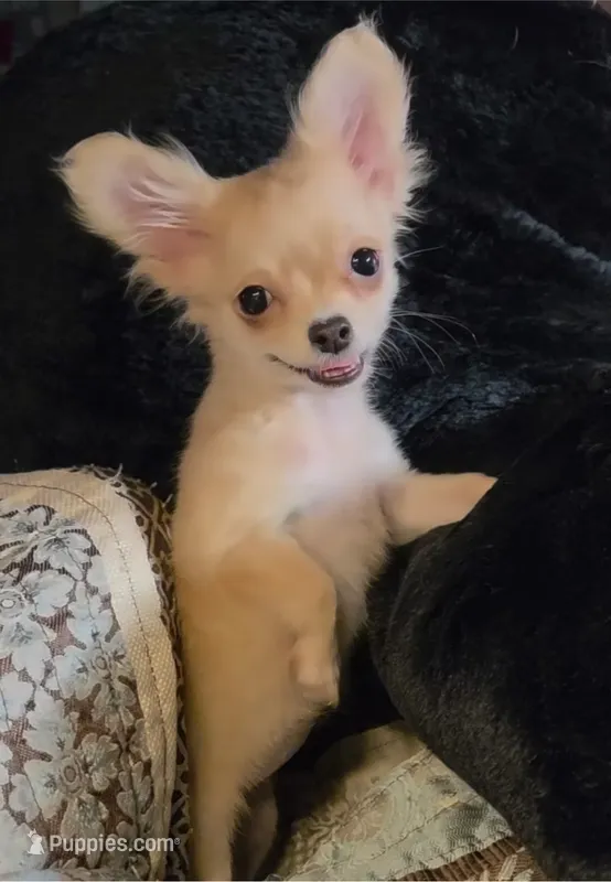 Baby Charlotte – Chihuahua puppy for sale in Adamsville, TN