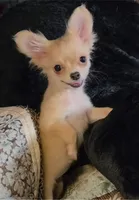 Baby Charlotte, a female Chihuahua for sale in Adamsville, TN – 1 of 1