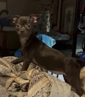 Playful Tori, a female Chihuahua for sale in Adamsville, TN – 4 of 4
