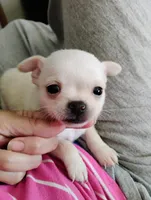 Tiny Casper, a male Chihuahua for sale in Adamsville, TN – 2 of 4