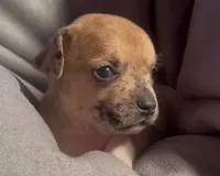 Cheeky Charlie, a male Chihuahua for sale in Adamsville, TN – Photo 5 of 6