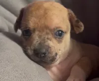 Cheeky Charlie, a male Chihuahua for sale in Adamsville, TN – Photo 1 of 6