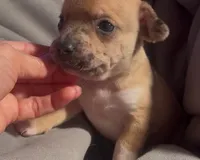 Cheeky Charlie, a male Chihuahua for sale in Adamsville, TN – Photo 3 of 6