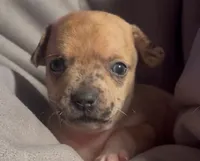 Cheeky Charlie, a male Chihuahua for sale in Adamsville, TN – Photo 2 of 6