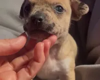 Cheeky Charlie, a male Chihuahua for sale in Adamsville, TN – Photo 6 of 6