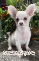 Fluffy Charlie, a male Chihuahua for sale in Adamsville, TN – 4 of 9