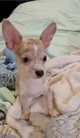 Crystal , a female Chihuahua for sale in Adamsville, TN – 4 of 6
