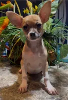 Hazel, a female Chihuahua for sale in Adamsville, TN – 5 of 8