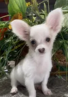 Fluffy Charlie, a male Chihuahua for sale in Adamsville, TN – 6 of 9