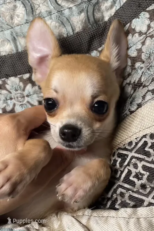 Tiny Rusty – Chihuahua puppy for sale in Adamsville, TN
