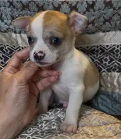 Baby Nickel, a male Chihuahua for sale in Adamsville, TN – 3 of 5
