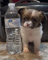 Dainty Daisy, a female Chihuahua for sale in Adamsville, TN – Photo 7 of 10