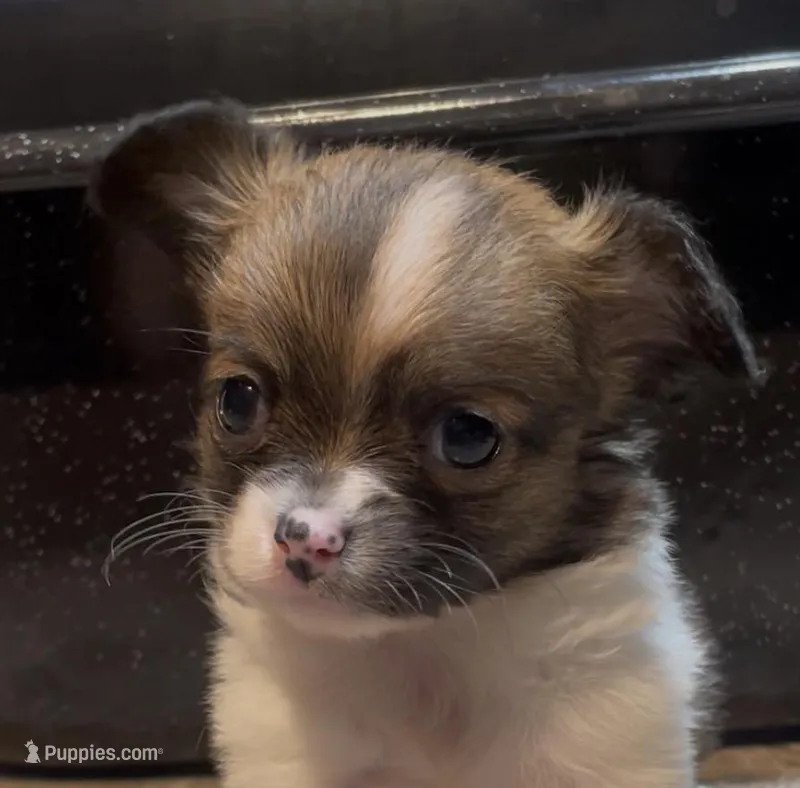 Dainty Daisy – Chihuahua puppy for sale in Adamsville, TN