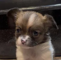 Dainty Daisy, a female Chihuahua for sale in Adamsville, TN – Photo 1 of 10
