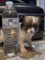 Dainty Daisy, a female Chihuahua for sale in Adamsville, TN – Photo 10 of 10