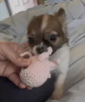 Dainty Daisy, a female Chihuahua for sale in Adamsville, TN – Photo 10 of 10