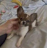 Dainty Daisy, a female Chihuahua for sale in Adamsville, TN – Photo 4 of 10