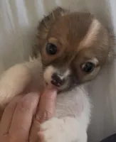 Dainty Daisy, a female Chihuahua for sale in Adamsville, TN – Photo 9 of 10