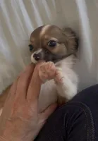 Dainty Daisy, a female Chihuahua for sale in Adamsville, TN – Photo 5 of 10