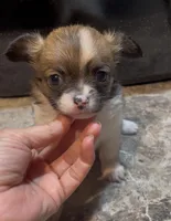 Dainty Daisy, a female Chihuahua for sale in Adamsville, TN – Photo 9 of 10