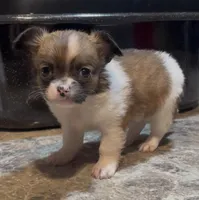 Dainty Daisy, a female Chihuahua for sale in Adamsville, TN – Photo 4 of 10