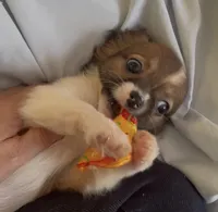 Dainty Daisy, a female Chihuahua for sale in Adamsville, TN – Photo 7 of 10