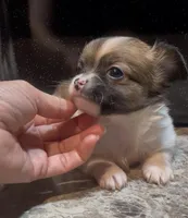 Dainty Daisy, a female Chihuahua for sale in Adamsville, TN – Photo 2 of 10