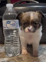 Dainty Daisy, a female Chihuahua for sale in Adamsville, TN – Photo 8 of 10