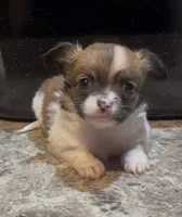 Dainty Daisy, a female Chihuahua for sale in Adamsville, TN – Photo 5 of 10