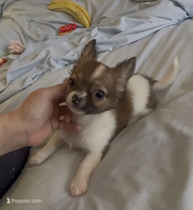 Dainty Daisy – Chihuahua puppy for sale in Adamsville, TN