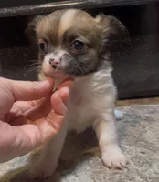 Dainty Daisy, a female Chihuahua for sale in Adamsville, TN – Photo 6 of 10