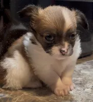 Dainty Daisy, a female Chihuahua for sale in Adamsville, TN – Photo 3 of 10