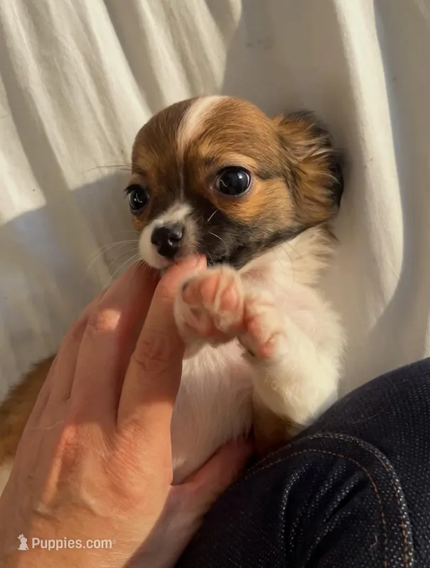 Dainty Daisy – Chihuahua puppy for sale in Adamsville, TN