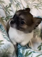 Romeo, a male Chihuahua for sale in Adamsville, TN – 2 of 8