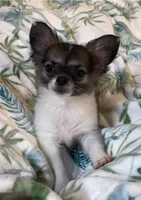 Romeo, a male Chihuahua for sale in Adamsville, TN – 5 of 8