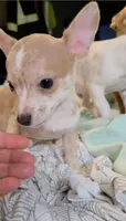 Crystal , a female Chihuahua for sale in Adamsville, TN – 3 of 6